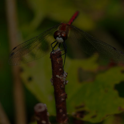 White-faced Meadowhawk