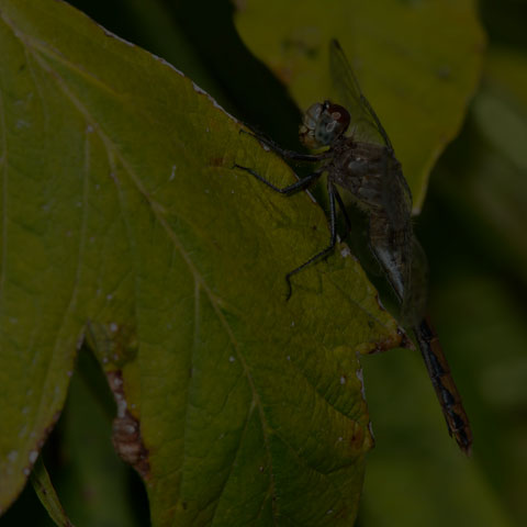 White-faced Meadowhawk