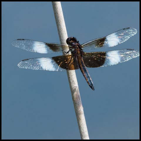 Widow Skimmer