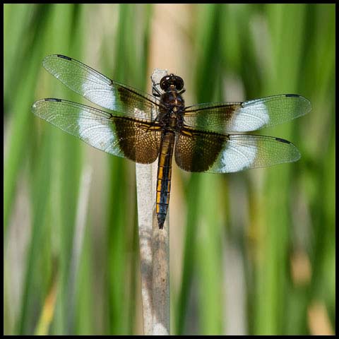 Widow Skimmer