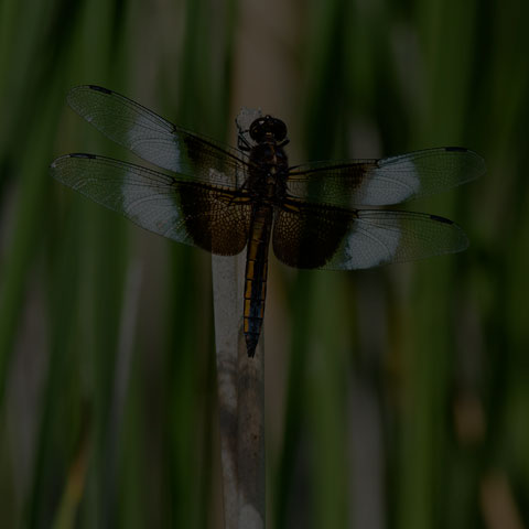 Widow Skimmer