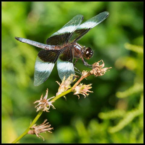 Widow Skimmer