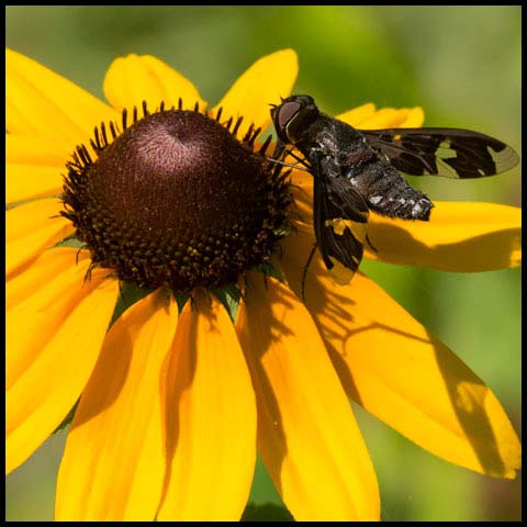 Adorned Bee Fly