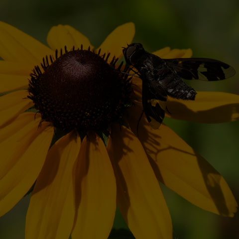 Adorned Bee Fly