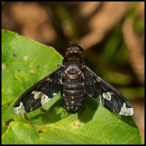 Adorned Bee Fly