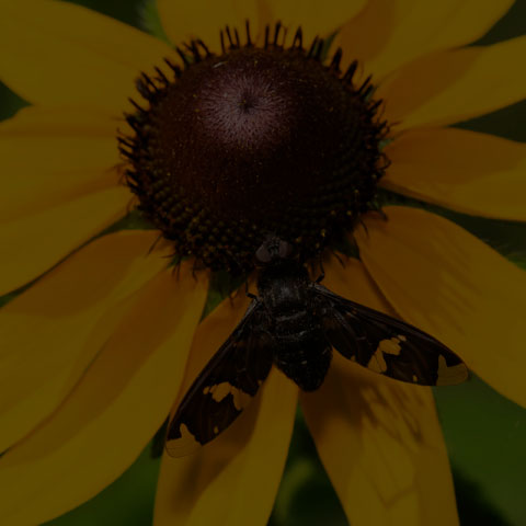 Adorned Bee Fly