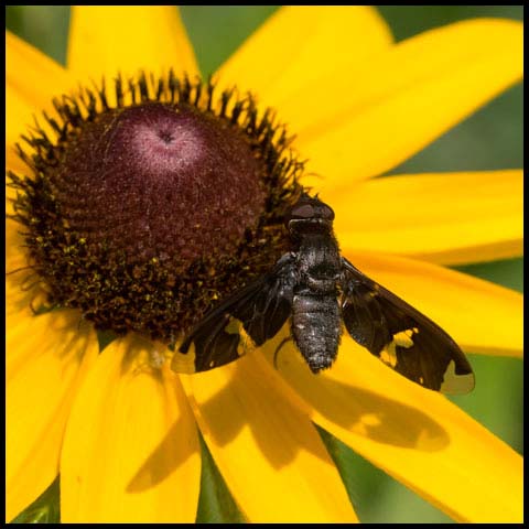Adorned Bee Fly