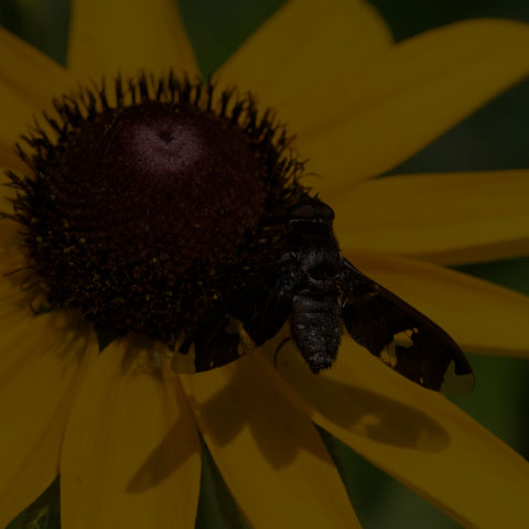 Adorned Bee Fly