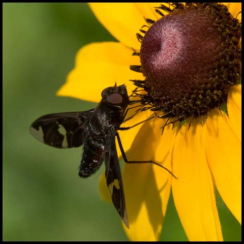 Adorned Bee Fly