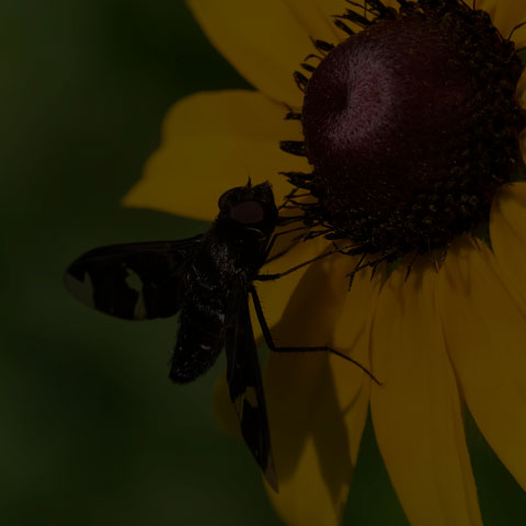 Adorned Bee Fly