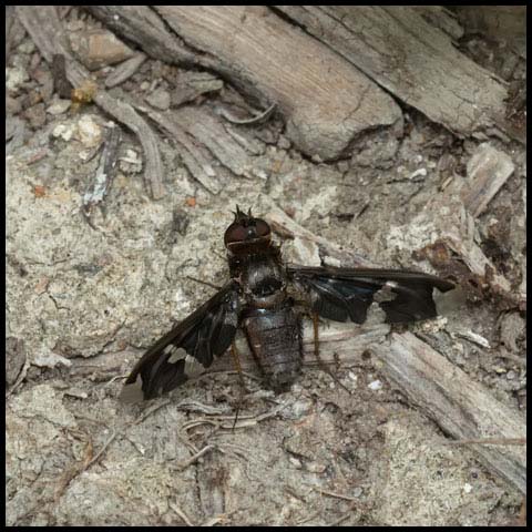 Adorned Bee Fly