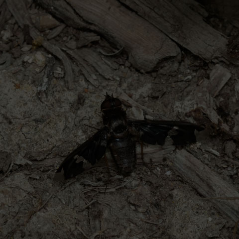 Adorned Bee Fly