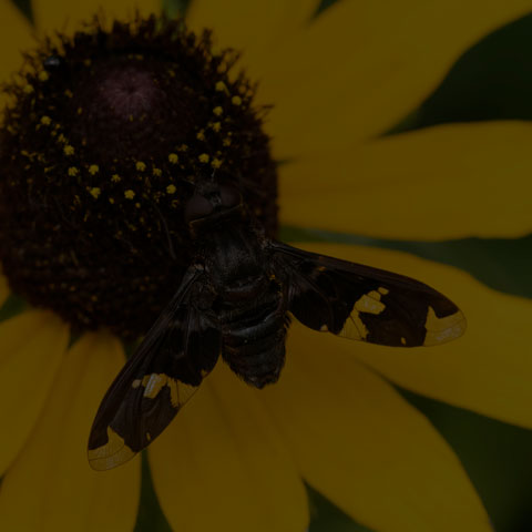 Adorned Bee Fly