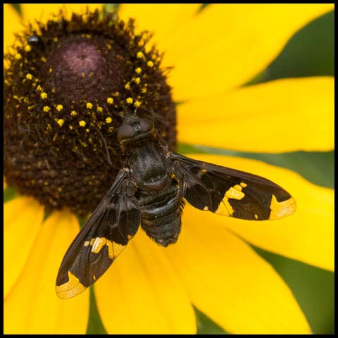 Adorned Bee Fly