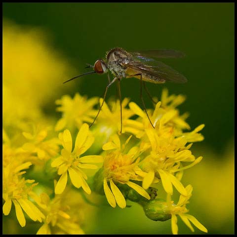 Bald Bee Fly
