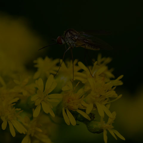 Bald Bee Fly