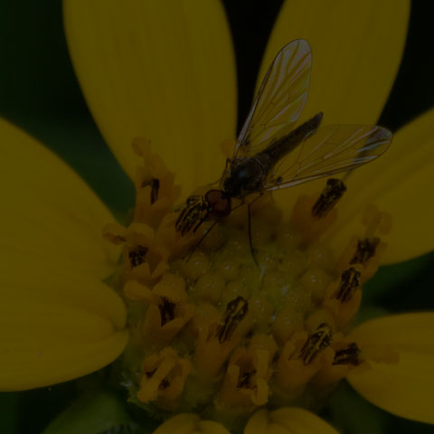 Bald Bee Fly