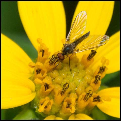 Bald Bee Fly