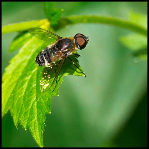 Banded Bee Fly
