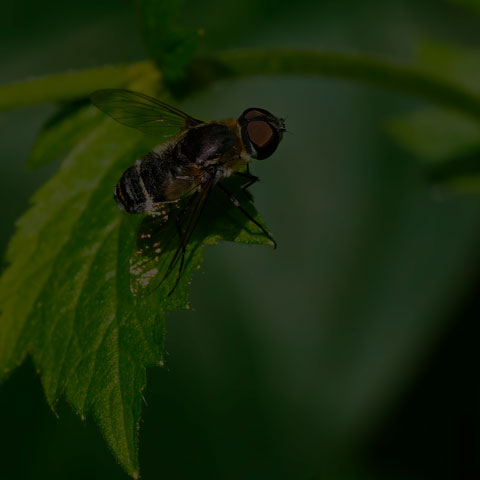 Banded Bee Fly