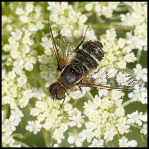 Banded Bee Fly
