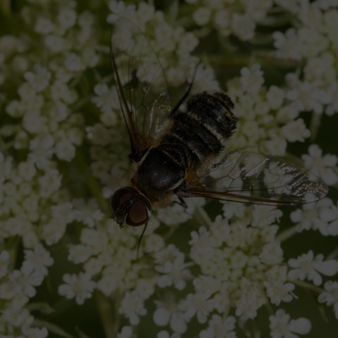 Banded Bee Fly