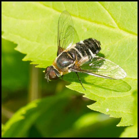 Banded Bee Fly