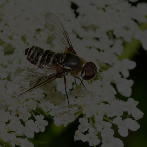 Banded Bee Fly