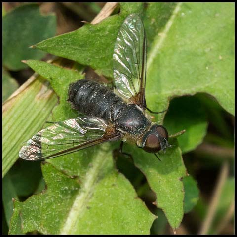 Banded Bee Fly