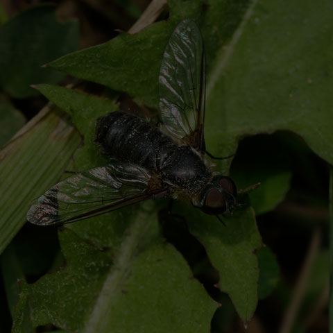 Banded Bee Fly