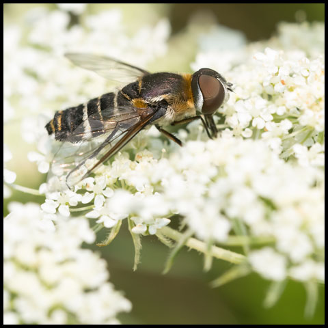 Banded Bee Fly
