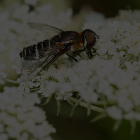 Banded Bee Fly