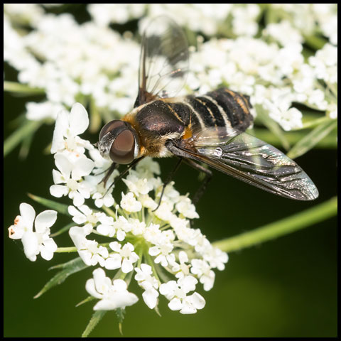 Banded Bee Fly