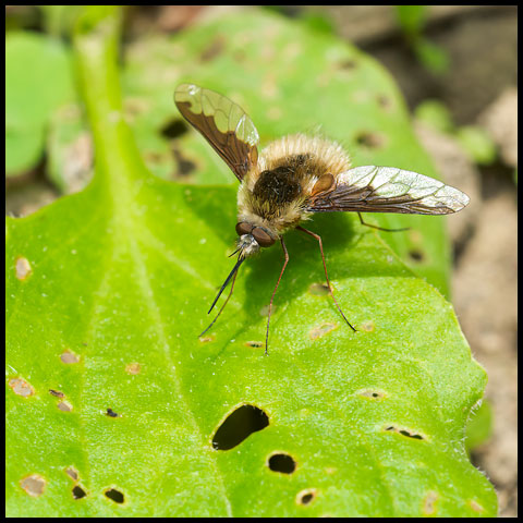 Greater Bee Fly