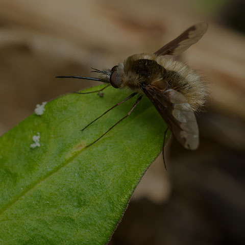 Greater Bee Fly