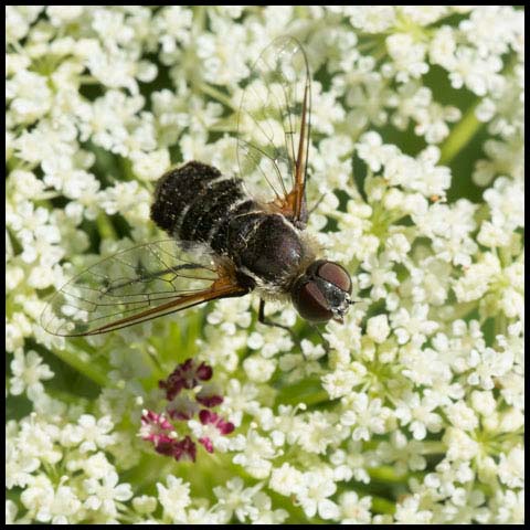 Sand-loving Bee Fly