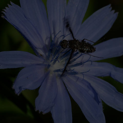 Spotted Bee Fly