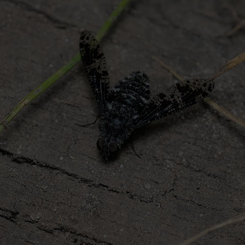 Spotted Bee Fly