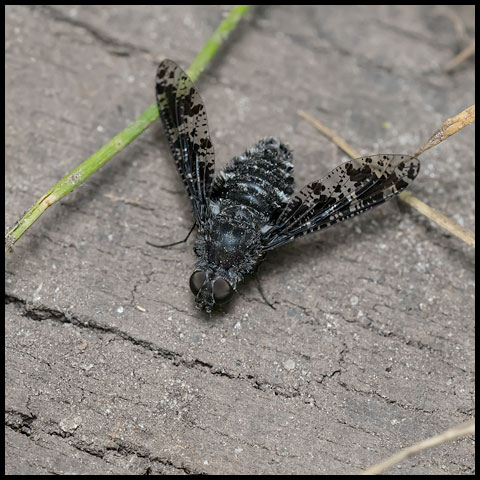 Spotted Bee Fly