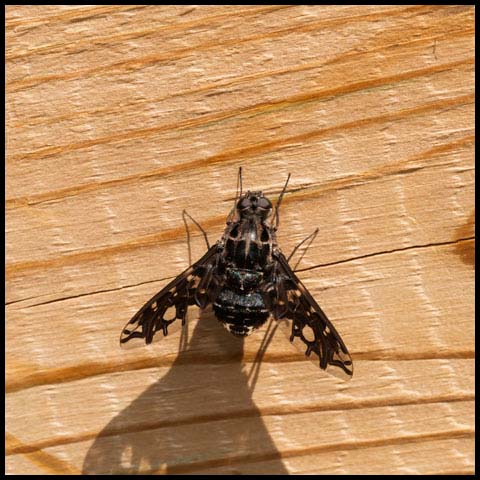 Tiger Bee Fly