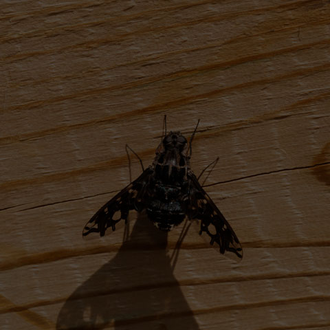 Tiger Bee Fly