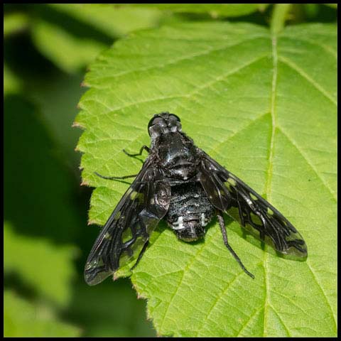 Tiger Bee Fly