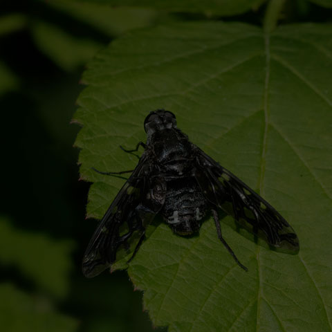 Tiger Bee Fly