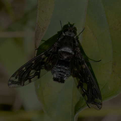 Tiger Bee Fly