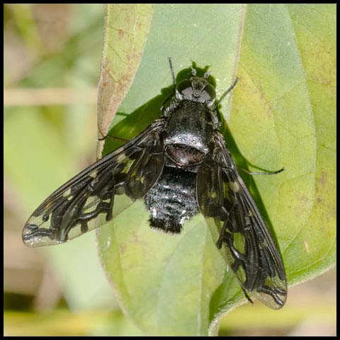 Tiger Bee Fly