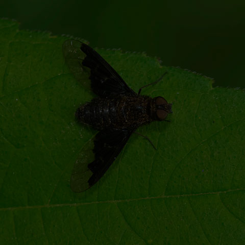 Webber's Bee Fly