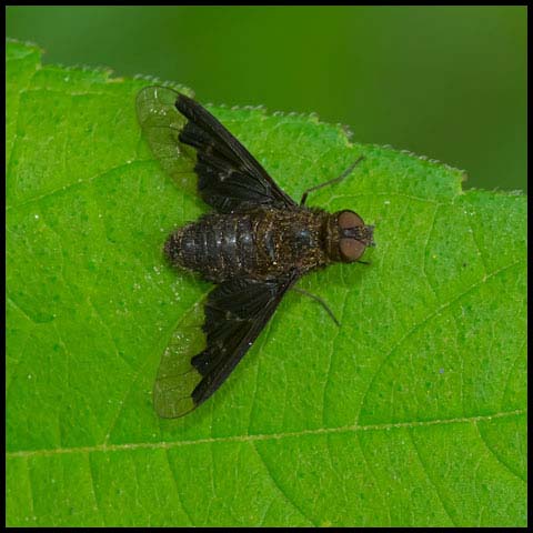 Webber's Bee Fly