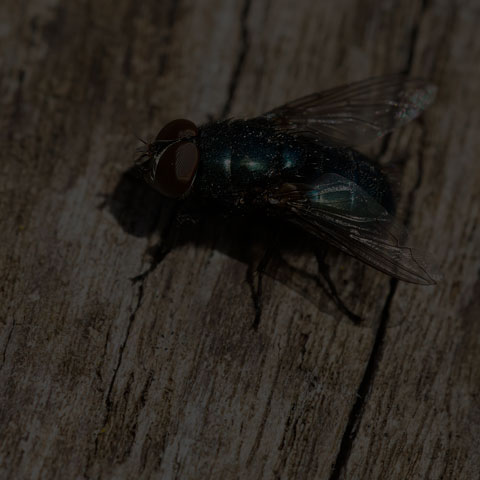 Black Blow Fly