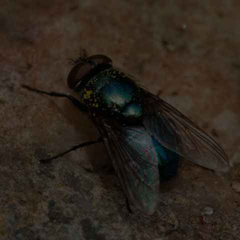 Black Blow Fly