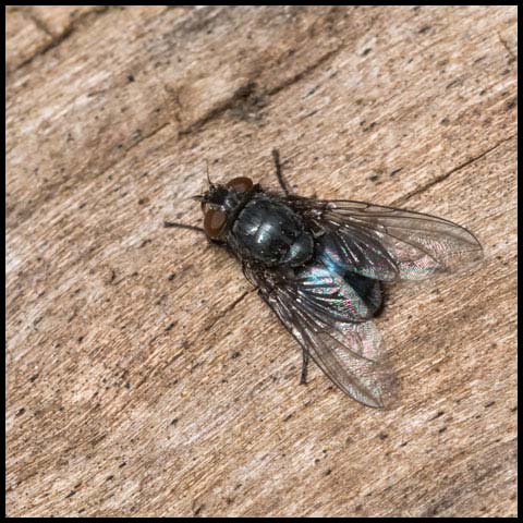 Blow Fly